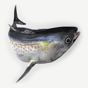 TUNA FISH Rigged  L1902 model