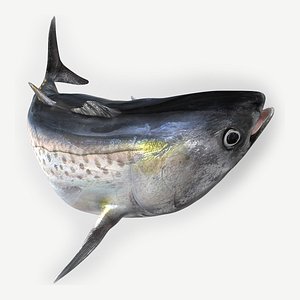 TUNA FISH Rigged L1902
