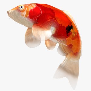3D Japanese Carp Fish Rigged L1707