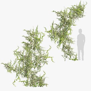 Hedera helix goldchild 2 model