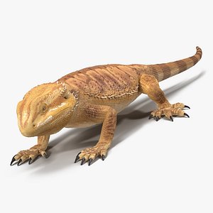 Bearded Dragon Pose 3 3D Model