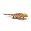 3d model bearded dragon pose 3