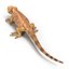 3d model bearded dragon pose 3