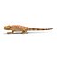 3d model bearded dragon pose 3