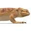 3d model bearded dragon pose 3