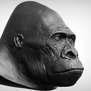 3D gorilla head realistic model