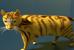 cat