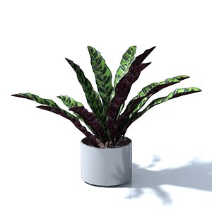3D model calathea lancifolia