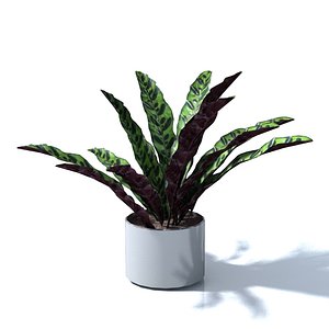 Calathea Lancifolia