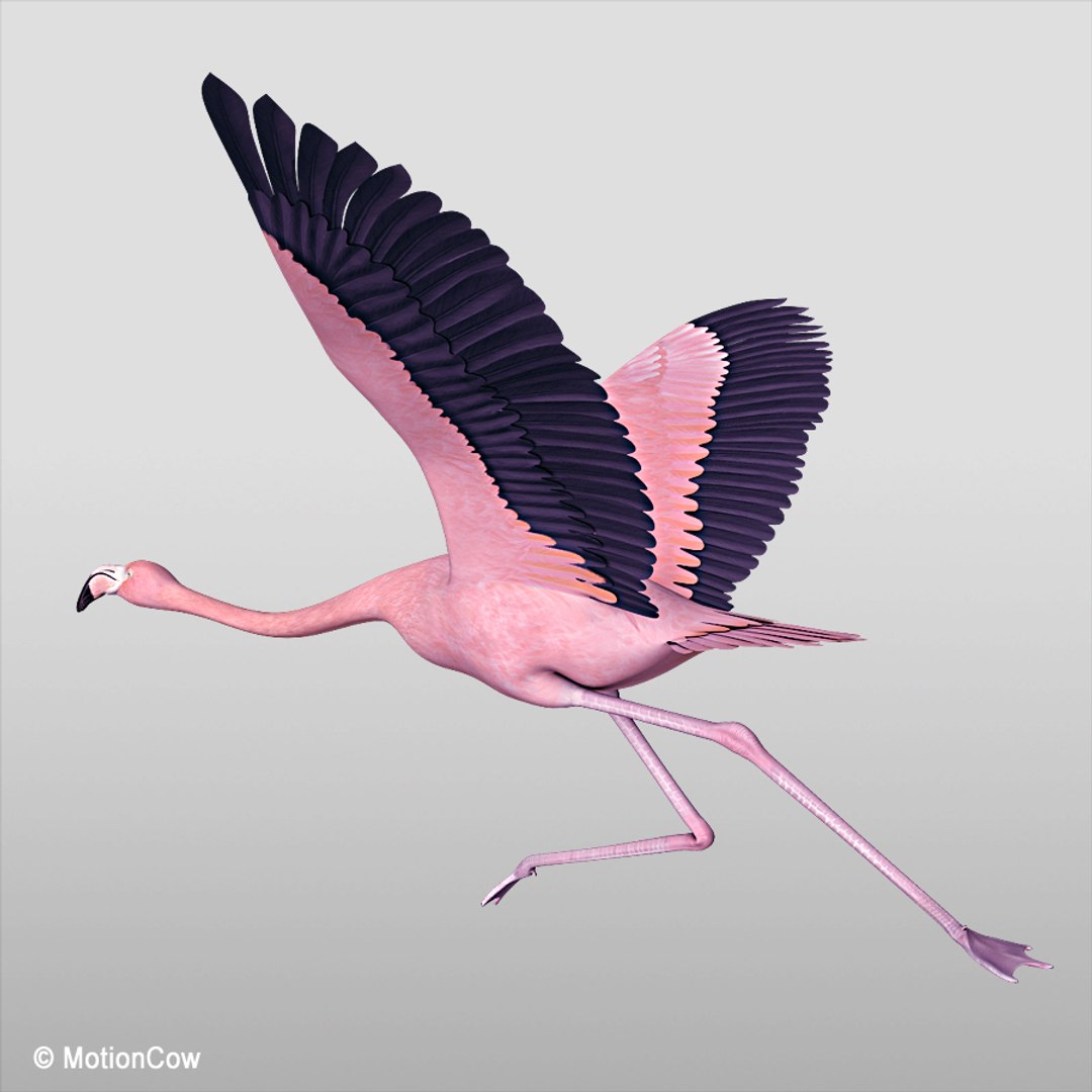 3d realistic flying pink flamingo model https://p.turbosquid.com/ts-thumb/qm/hMKkqY/5YHQoWUX/flamingo_pinke/jpg/1312451746/1920x1080/fit_q87/ee7dc61e453f82ac5bcf72f63abb9e1a34b57f74/flamingo_pinke.jpg