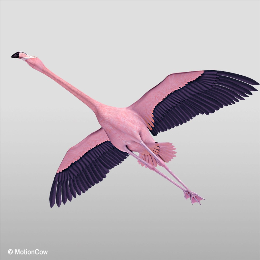3d realistic flying pink flamingo model https://p.turbosquid.com/ts-thumb/qm/hMKkqY/gVDQ19mP/flamingo_pinkb/jpg/1312451746/1920x1080/fit_q87/512006dc66537591016545e4f90554b58ad499de/flamingo_pinkb.jpg