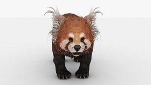Red panda