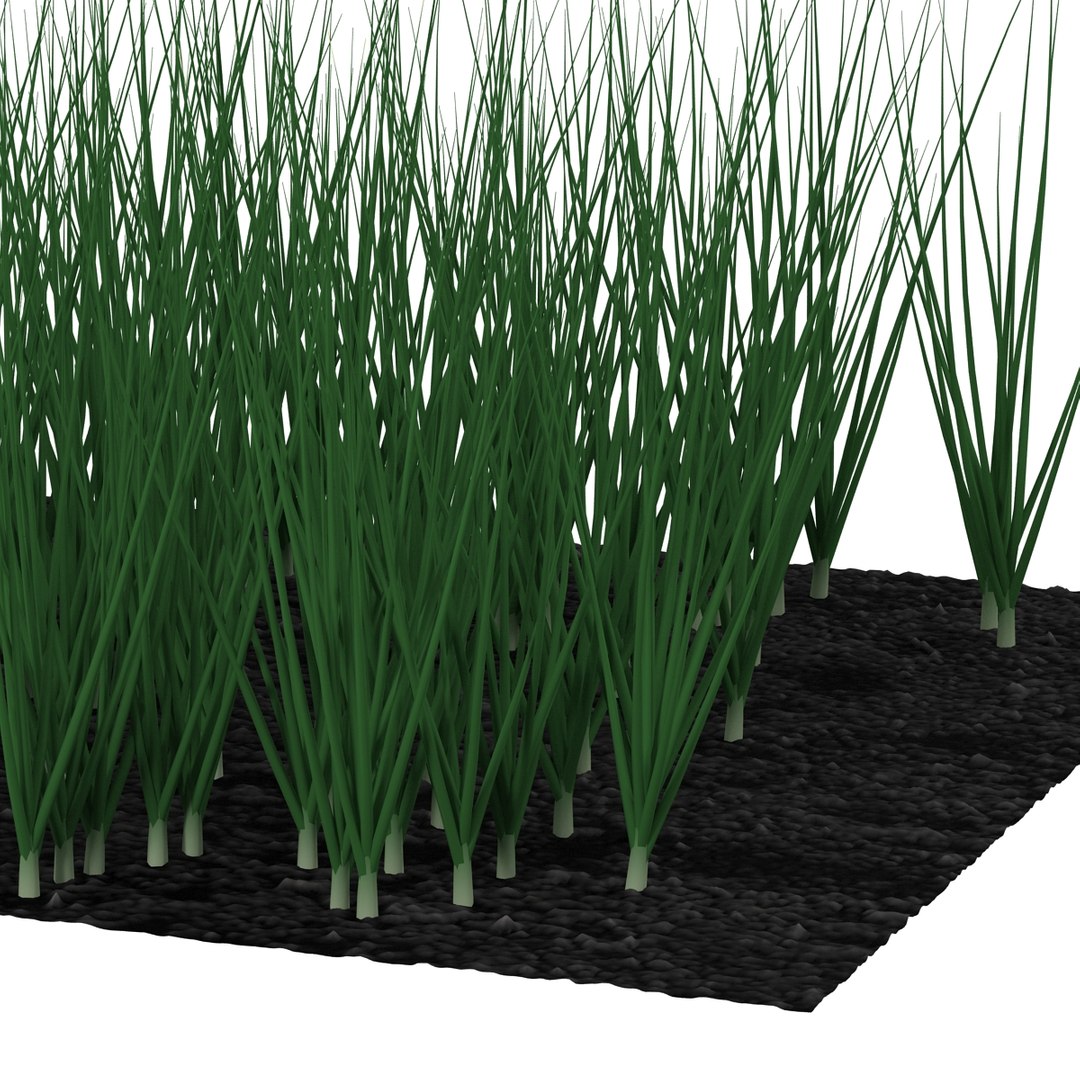 3d young onion plants garden model https://p.turbosquid.com/ts-thumb/qm/uvL0Rr/Qq1oF4Hy/youngonionplantsinthegarden3dmodel07/jpg/1459629862/1920x1080/fit_q87/ab584dc93de974602583bb01a4752379896d0666/youngonionplantsinthegarden3dmodel07.jpg