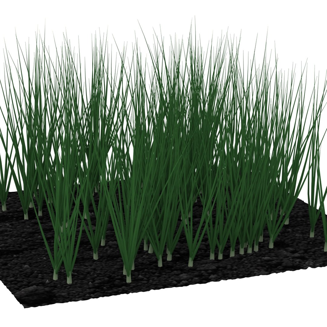 3d young onion plants garden model https://p.turbosquid.com/ts-thumb/qm/uvL0Rr/UmeZQiAm/youngonionplantsinthegarden3dmodel06/jpg/1459629861/1920x1080/fit_q87/fe654fd4b9dd20746a524c98c7c10ddfee62dcf2/youngonionplantsinthegarden3dmodel06.jpg