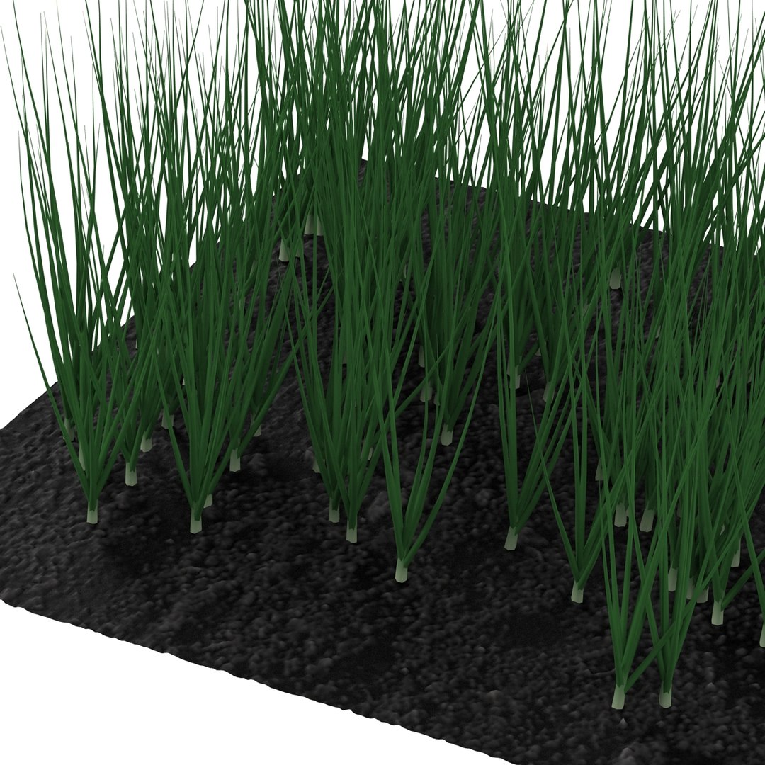 3d young onion plants garden model https://p.turbosquid.com/ts-thumb/qm/uvL0Rr/m6JWJO1D/youngonionplantsinthegarden3dmodel09/jpg/1459629862/1920x1080/fit_q87/62b0d3b7ee9c1994e7112c8f8c741076a060a458/youngonionplantsinthegarden3dmodel09.jpg