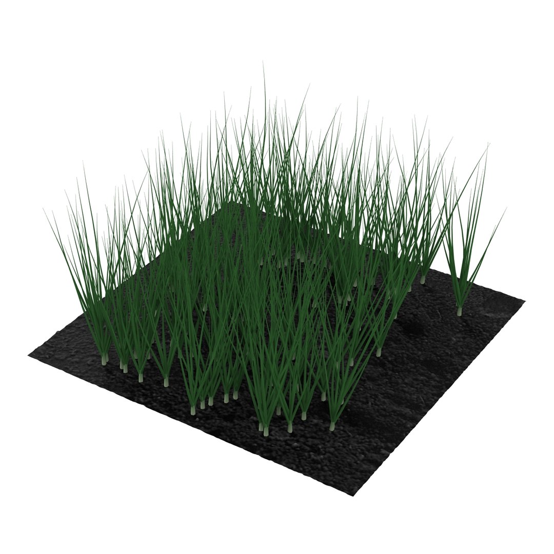 3d young onion plants garden model https://p.turbosquid.com/ts-thumb/qm/uvL0Rr/pYRZt6pz/youngonionplantsinthegarden3dmodel05/jpg/1459629861/1920x1080/fit_q87/ca915b78615080f511a5bb181743fac9a5371961/youngonionplantsinthegarden3dmodel05.jpg