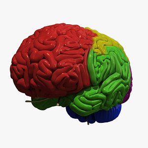 3d human brain regions