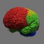 3d Human Brain Regions
