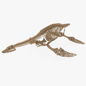 Plesiosaur Skeleton