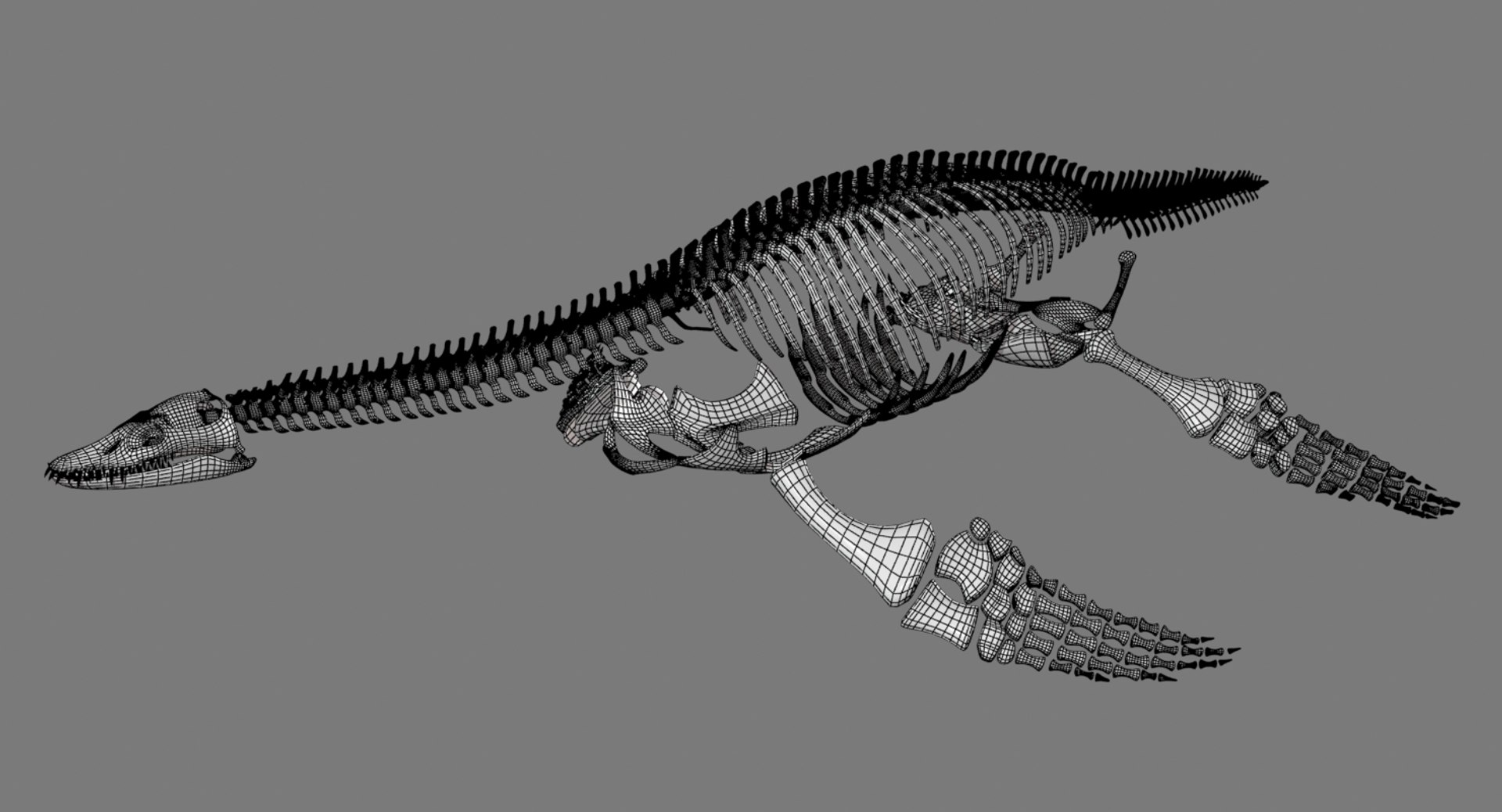 Plesiosaurus Skeleton 3d Model