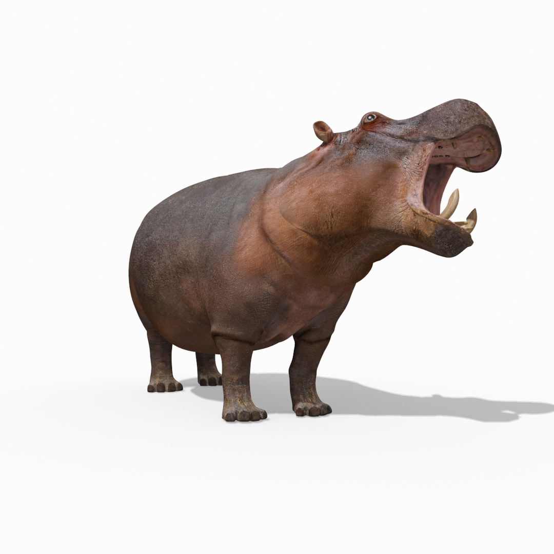 hippo 8k animation 1 3D model https://p.turbosquid.com/ts-thumb/qn/97ASlF/3Wk4u0BI/image/jpg/1593217421/1920x1080/turn_fit_q99/467445f181f38776d1efe22e6003cdba6b027756/image-1.jpg