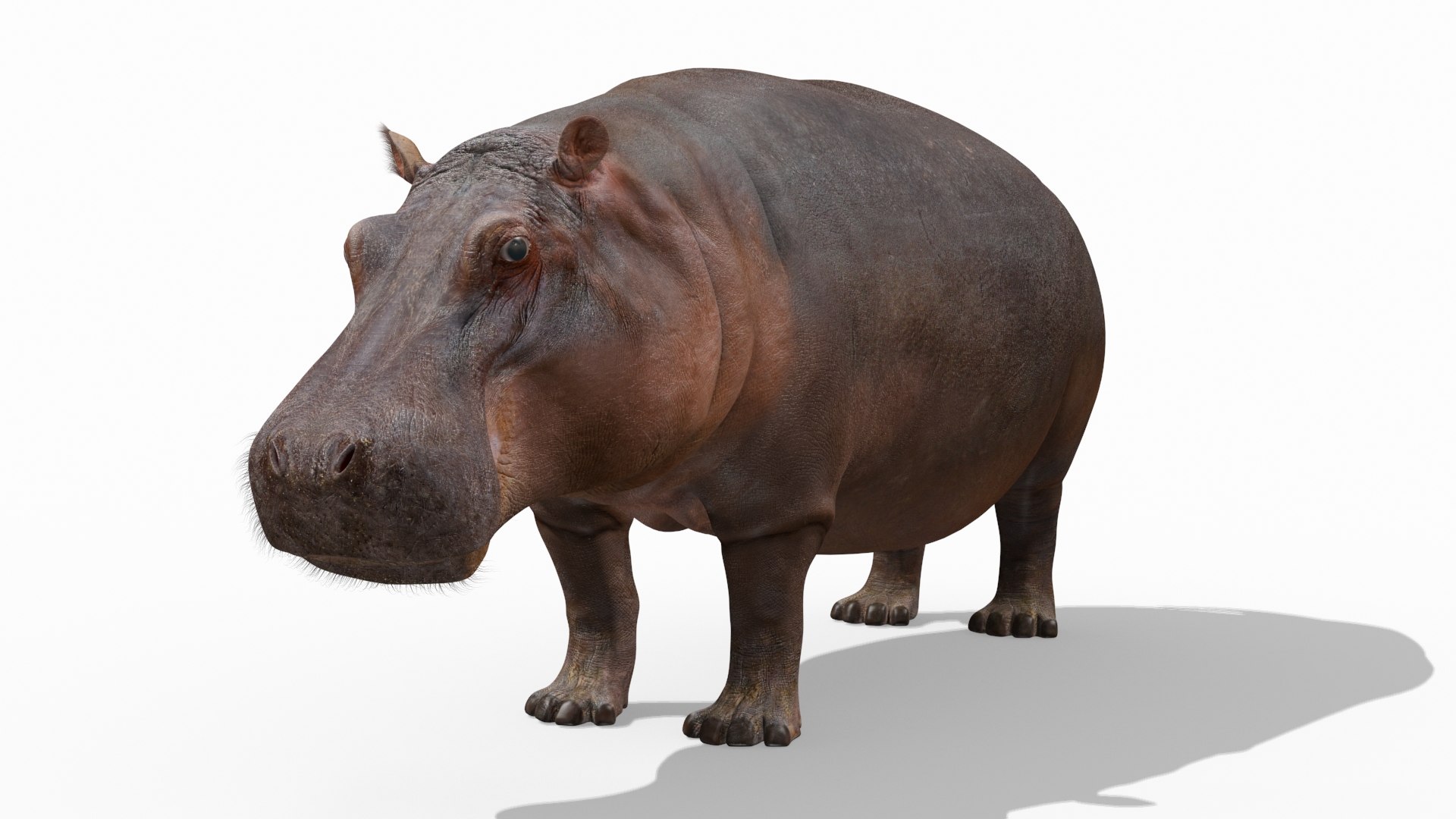 hippo 8k animation 1 3D model https://p.turbosquid.com/ts-thumb/qn/97ASlF/H5ERoOti/9/jpg/1593216345/1920x1080/fit_q87/fa1bf15bb58cbdd5fd1e8037180c550860dd8b06/9.jpg