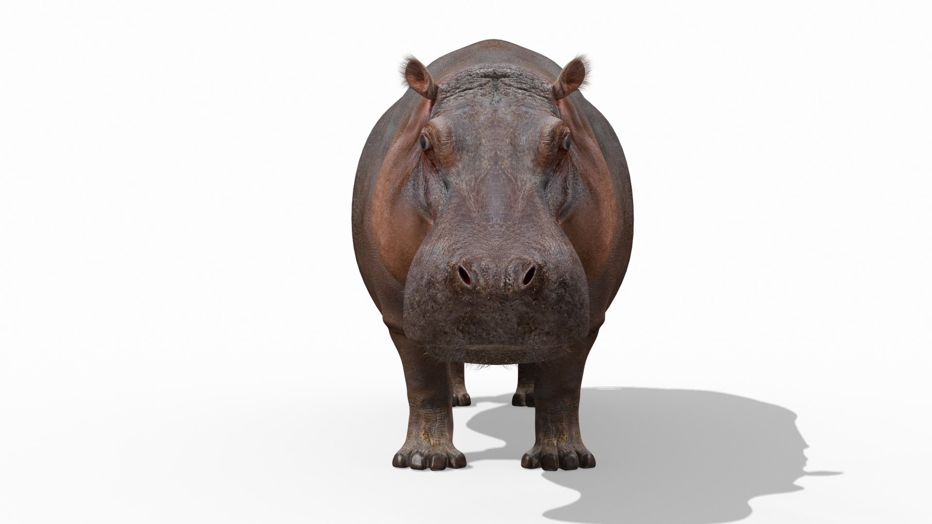 hippo 8k animation 1 3D model https://p.turbosquid.com/ts-thumb/qn/97ASlF/JMAXow52/6/jpg/1593216345/1920x1080/fit_q87/4a5d3390f36d157a0dae2690094b3d04ee805baa/6.jpg