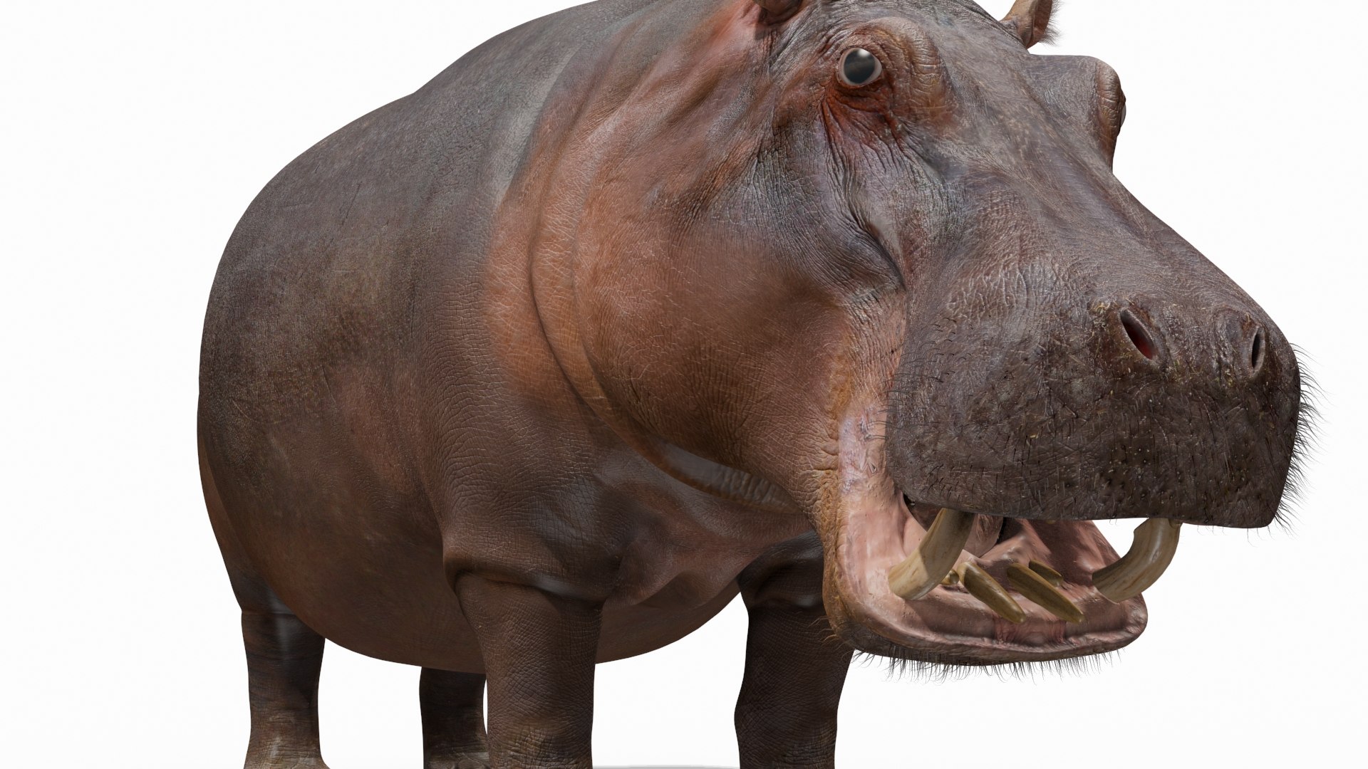 hippo 8k animation 1 3D model https://p.turbosquid.com/ts-thumb/qn/97ASlF/Jr8lvSI8/2/jpg/1593216345/1920x1080/fit_q87/5108070f49a2dee52d393455fca00c07a5183e33/2.jpg