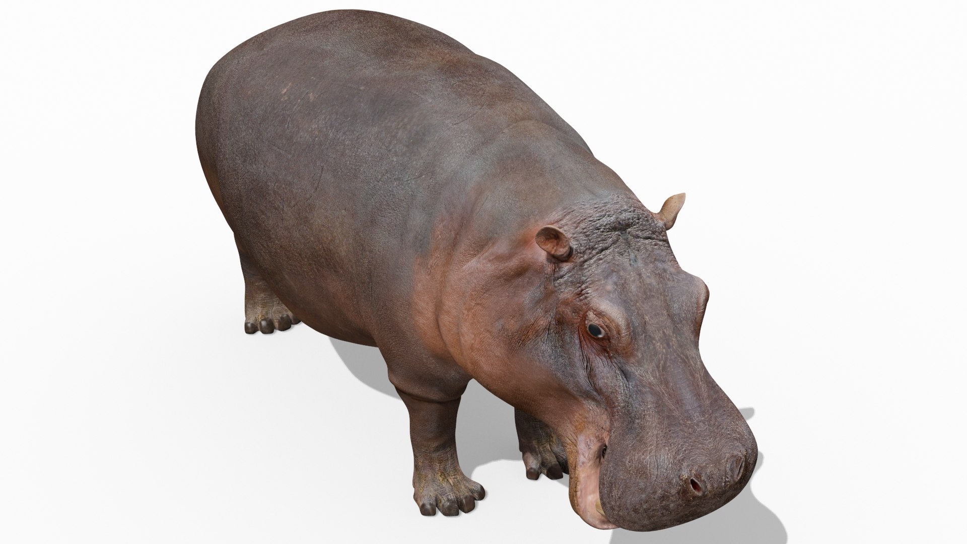 hippo 8k animation 1 3D model https://p.turbosquid.com/ts-thumb/qn/97ASlF/YPyVnRBC/5/jpg/1593216345/1920x1080/fit_q87/b01a5df28ef6fb2608a235e4033549133751f1de/5.jpg
