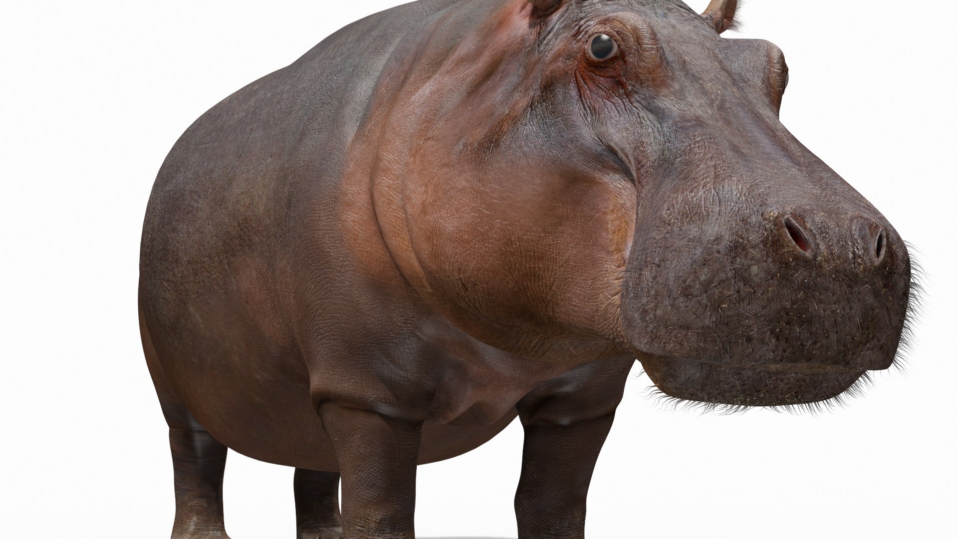hippo 8k animation 1 3D model https://p.turbosquid.com/ts-thumb/qn/97ASlF/jkot3eMw/3/jpg/1593216345/1920x1080/fit_q87/94ec274c3ed72079a46f34a90d702c25369ef77b/3.jpg