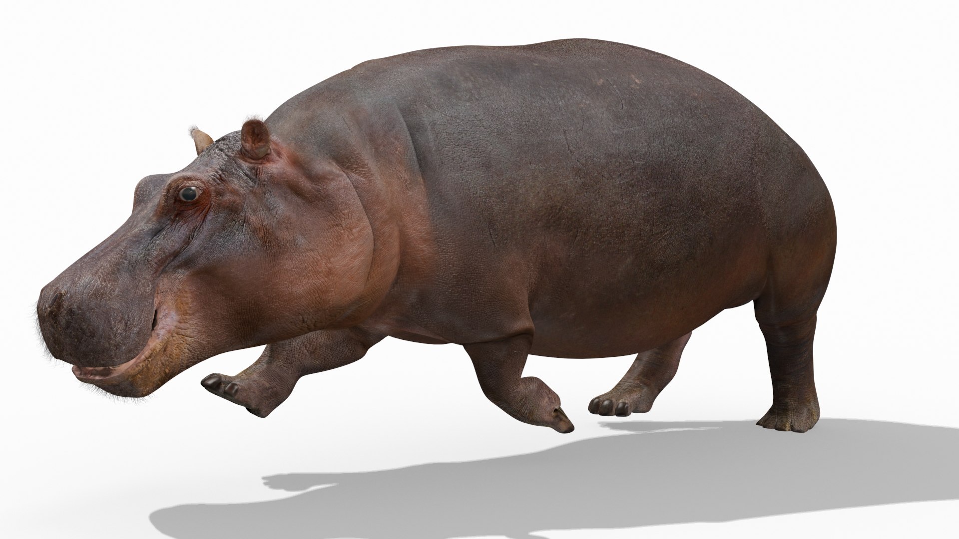 hippo 8k animation 1 3D model https://p.turbosquid.com/ts-thumb/qn/97ASlF/m7gPp0QZ/11/jpg/1593216345/1920x1080/fit_q87/7be9501f184534cb1f14b57dee91bb8170828ba9/11.jpg