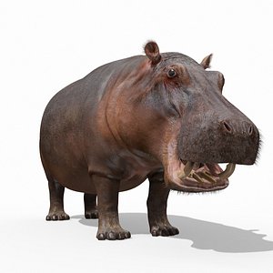 hippo 8k animation 1 3D model