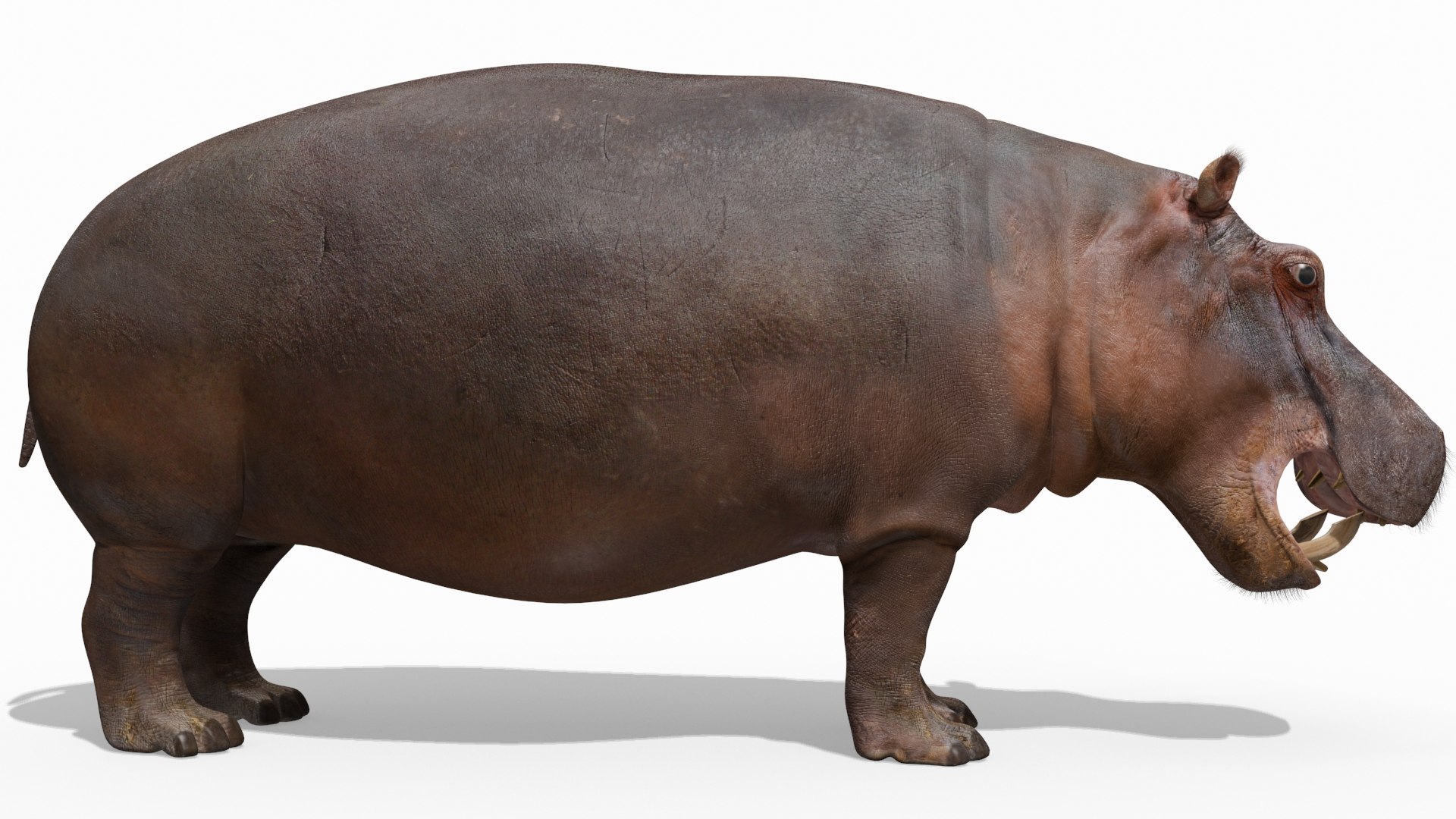 hippo 8k animation 1 3D model https://p.turbosquid.com/ts-thumb/qn/97ASlF/yvQAJ8lH/7/jpg/1593216345/1920x1080/fit_q87/e72a0ecff3d9899629c5475c2366f2a9355f3698/7.jpg