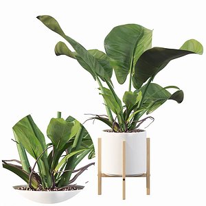3D philodendron imperial green model