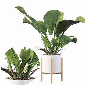 Philodendron imperial green