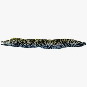 Moray Eel