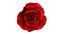 Rose 2