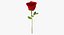 Rose 2