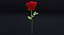 Rose 2