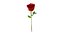 Rose 2