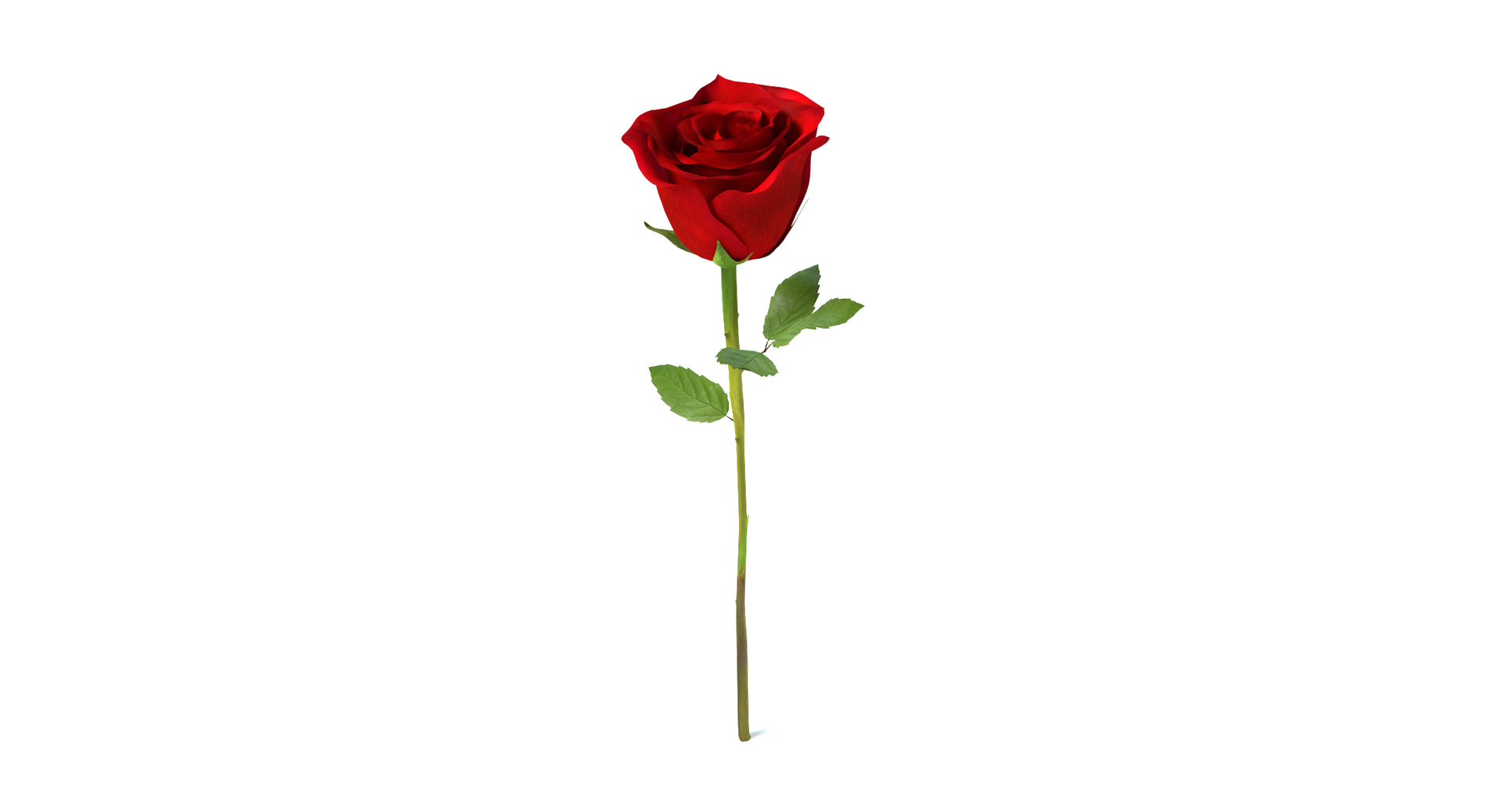 rose 3d model https://p.turbosquid.com/ts-thumb/qn/Q3Hxq1/toZv5gcK/images/png/1424397539/1920x1080/turn_fit_q99/f9e7ec1a3373719d737c8584274cb1bd62381234/images-1.jpg