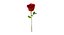 Rose 2