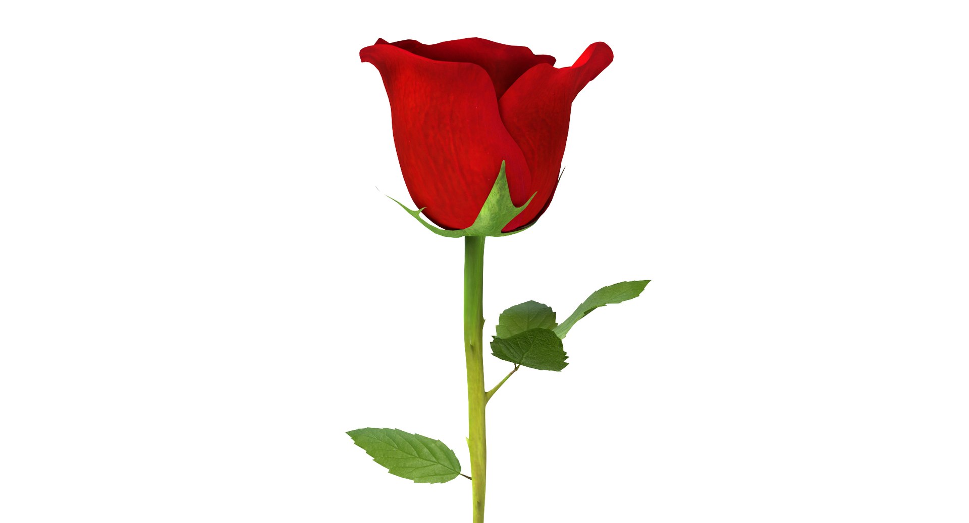 rose 3d model https://p.turbosquid.com/ts-thumb/qn/Q3Hxq1/z6gqRoxG/thumbnail2/png/1424396850/1920x1080/fit_q87/8ad0b1b3a082c45fbbdc46002065e0f6bbbce234/thumbnail2.jpg