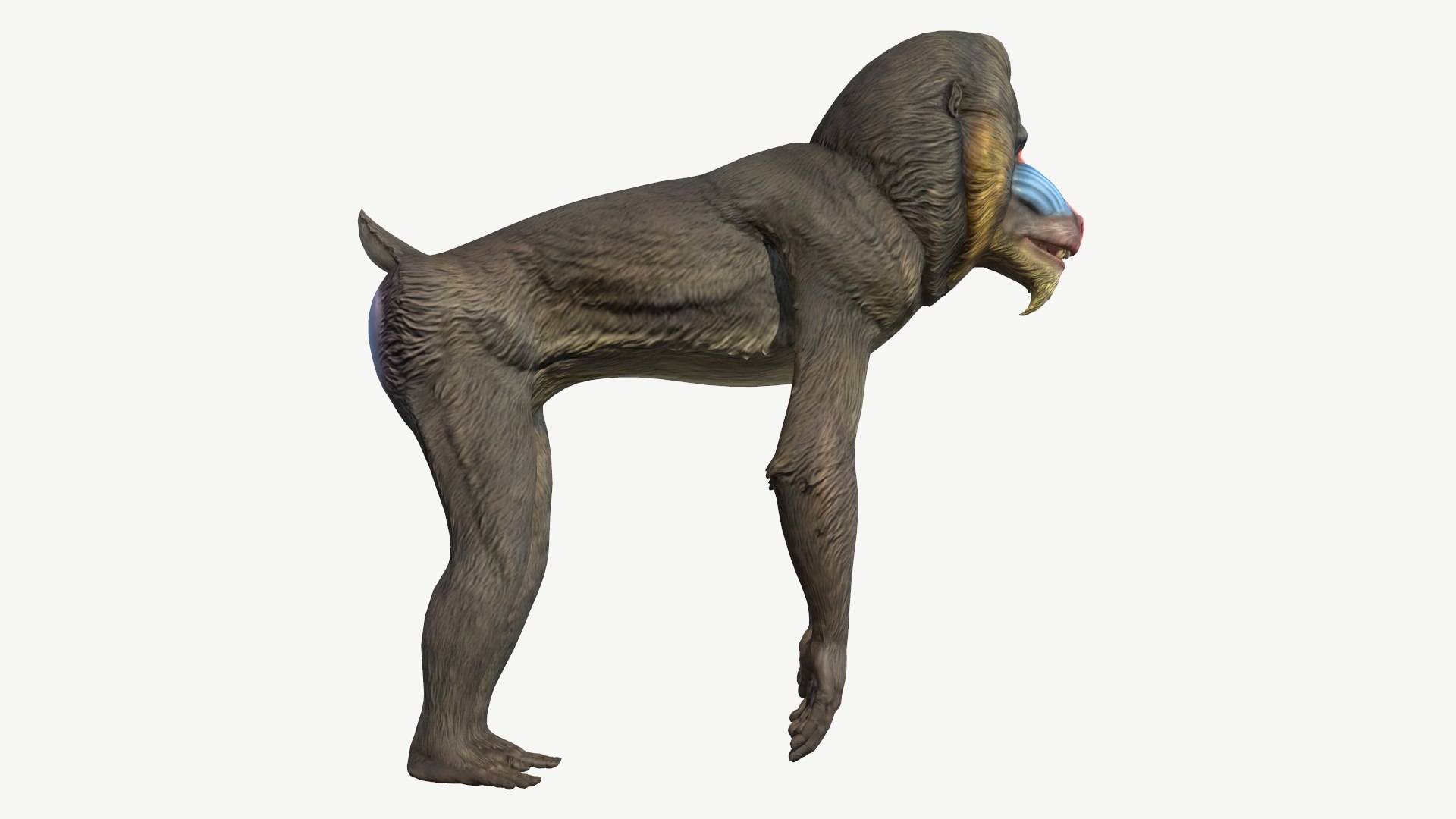 Mandrill model https://p.turbosquid.com/ts-thumb/qn/YjT1tw/1x/2/jpg/1708073852/1920x1080/fit_q87/77c5ffbd751f95b782c4c300acf3f852ce8c9c3d/2.jpg