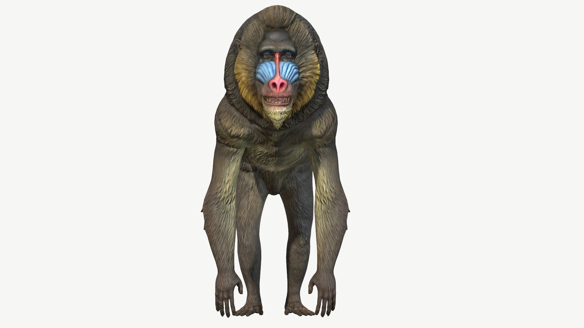 Mandrill model https://p.turbosquid.com/ts-thumb/qn/YjT1tw/U6/6/jpg/1708073856/1920x1080/fit_q87/a5b6059e37357ae243f9372fbb7076981ecc7654/6.jpg