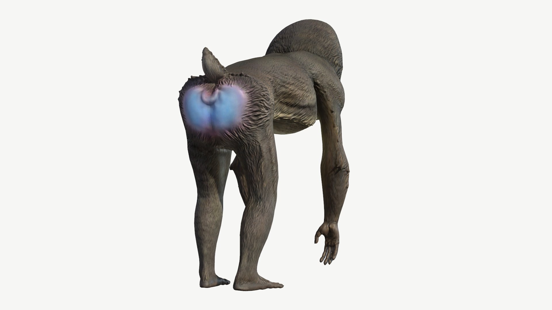 Mandrill model https://p.turbosquid.com/ts-thumb/qn/YjT1tw/dj/3/jpg/1708073853/1920x1080/fit_q87/eea8d2f0f2428b04afebe5872176a63d96c9ad5f/3.jpg