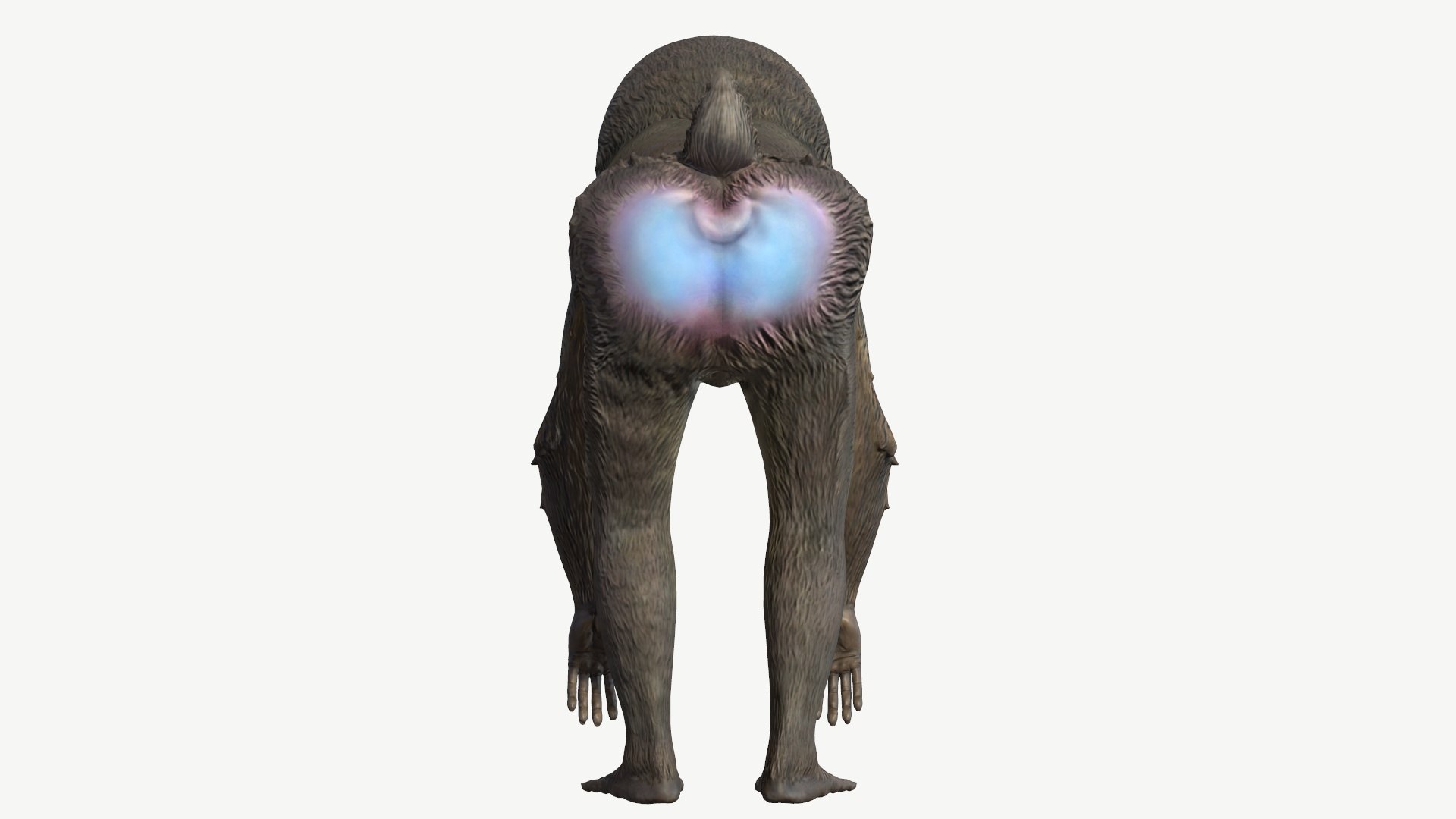 Mandrill model https://p.turbosquid.com/ts-thumb/qn/YjT1tw/mK/4/jpg/1708112921/1920x1080/fit_q87/d33544134582a8ca3fe96c3f2d18cc55e9ecfa8a/4.jpg