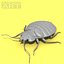 Bedbug