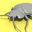 Bedbug