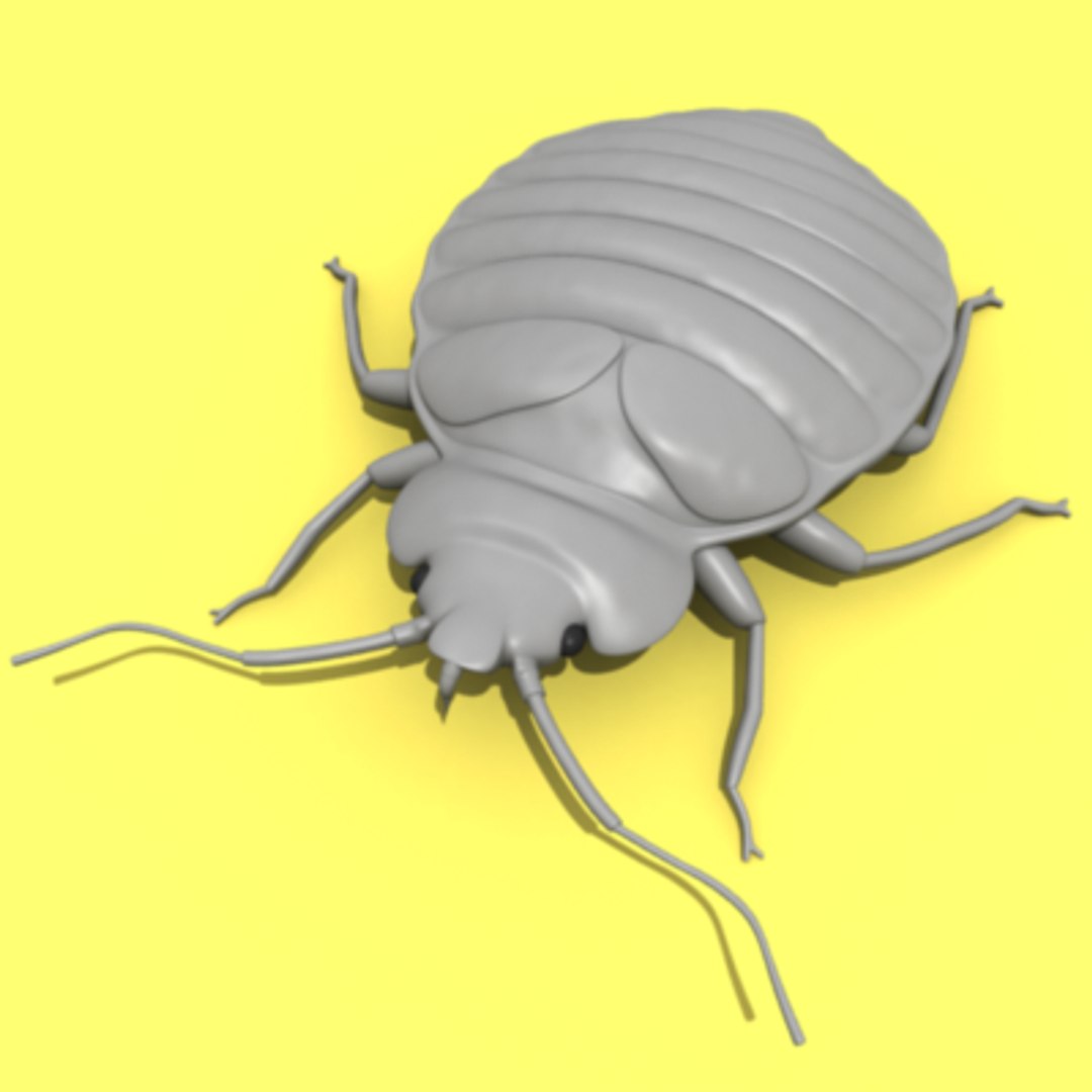 bedbug insect max https://p.turbosquid.com/ts-thumb/qn/lVBqbB/G3CcfXkv/bedbug.5/png/1196000530/1920x1080/fit_q87/813bfb4d500a5ae87dba04a6ad75334107781cbe/bedbug.5.jpg